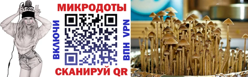 Галлюциногенные грибы Psilocybine cubensis  как найти   Грайворон 